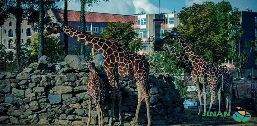 اليوم التاسع هولندا 10