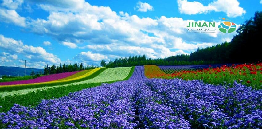 دانانغ -دالات -وادي الحب