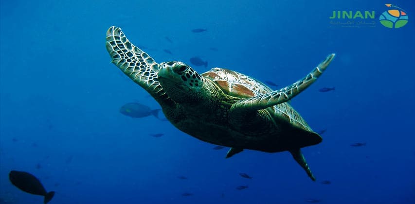 أكواريوم ديزني لاند باريس