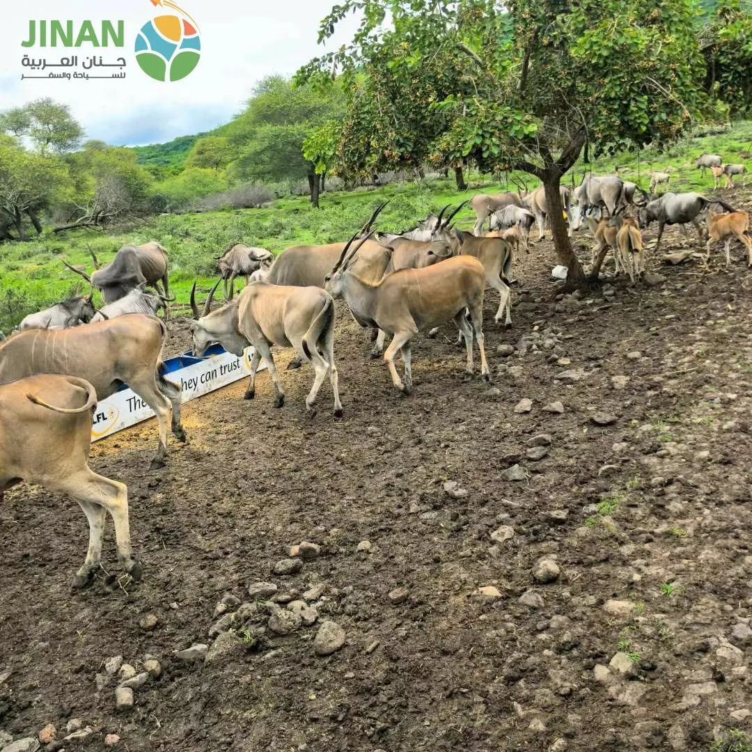 رحلات موريشيوس